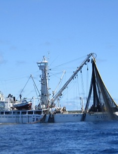 海外まき網漁業